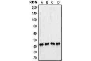 Western blot analysis of PAX5 expression in A549 (A), Raji (B), K562 (C), U937 (D) whole cell lysates. (PAX5 anticorps  (N-Term))