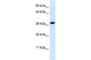 CHRNA1 antibody (70R-10559) used at 0. (CHRNA1 anticorps  (C-Term))