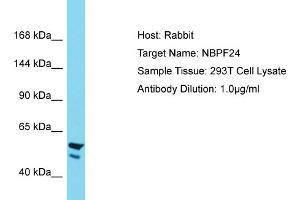 Host: Rabbit Target Name: NBPF24 Sample Tissue: Human 293T Whole Cell Antibody Dilution: 1ug/ml (NBPF11 anticorps  (C-Term))
