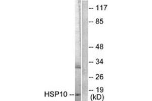 Western blot analysis of extracts from NIH-3T3 cells, using HSP10 Antibody. (HSPE1 anticorps  (AA 51-100))