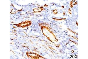 IHC testing of human tonsil (20X) stained with CD34 antibody (QBEnd/10). (CD34 anticorps)