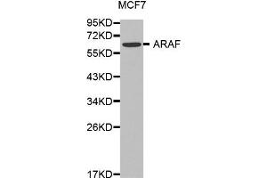 Western blot analysis of extracts of MCF7 cell lines, using ARAF antibody. (ARAF anticorps)