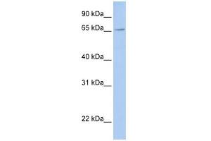 FXR2 antibody used at 1 ug/ml to detect target protein. (FXR2 anticorps  (Middle Region))