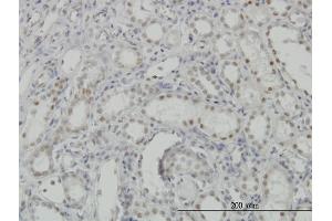 Immunoperoxidase of monoclonal antibody to CDKL1 on formalin-fixed paraffin-embedded human kidney. (CDKL1 anticorps  (AA 259-358))