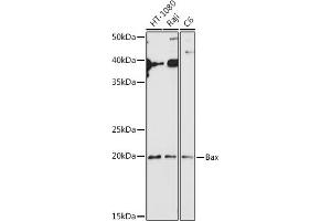 Western blot analysis of extracts of various cell lines, using Bax antibody (ABIN3020682, ABIN3020683, ABIN3020684, ABIN1512622 and ABIN6213665) at 1:1000 dilution. (BAX anticorps  (AA 1-100))