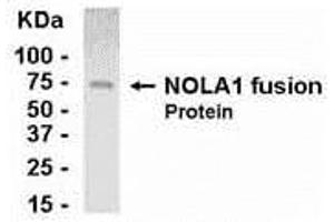 Western Blotting (WB) image for anti-GAR1 Ribonucleoprotein Homolog (Yeast) (GAR1) (AA 1-217) antibody (ABIN2468027) (GAR1 anticorps  (AA 1-217))