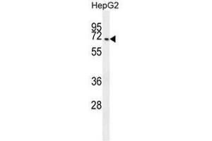 CCDC19 Antibody (N-term) western blot analysis in HepG2 cell line lysates (35µg/lane). (CCDC19 anticorps  (N-Term))