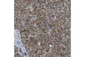 Immunohistochemical staining of human liver with APOBEC4 polyclonal antibody  shows strong granular positivity in hepatocytes. (APOBEC4 anticorps)