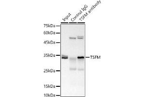 Immunoprecipitation analysis of 300 μg extracts of 293T cells using 3 μg TSFM antibody (ABIN7271021). (TSFM anticorps)