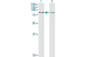 Western Blot analysis of LETM1 expression in transfected 293T cell line by LETM1 monoclonal antibody (M03), clone 6F7.