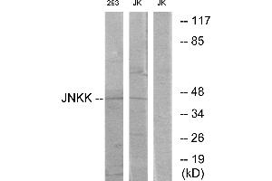 Western blot analysis of extracts from Jurkat cells and 293 cells, using JNKK antibody. (MAP2K4 anticorps  (Internal Region))
