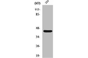 Western Blot analysis of 293 cells using Rad52 Polyclonal Antibody (RAD52 anticorps  (Tyr104))