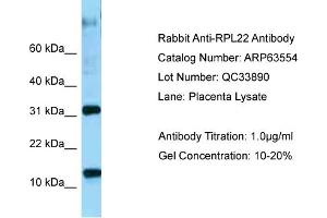 Western Blotting (WB) image for anti-Ribosomal Protein L22 (RPL22) (C-Term) antibody (ABIN2789542) (RPL22 anticorps  (C-Term))