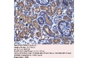 Human kidney (PSMD11 anticorps  (C-Term))