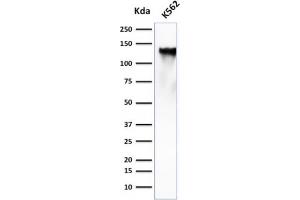 Western Blot Analysis of K562 cell lysate using CD43 Mouse Monoclonal Antibody (SPN/839). (CD43 anticorps)