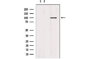 Western blot analysis of extracts from mouse brain, using MCM10 antibody. (MCM10 anticorps  (C-Term))