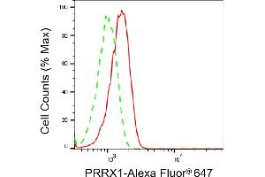 anti-Paired Related Homeobox 1 (PRRX1) antibody