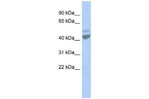 LGICZ1 antibody used at 1 ug/ml to detect target protein. (ZACN anticorps  (N-Term))
