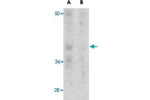 Western blot analysis of Pdcd1 in A-20 cell lysate with Pdcd1 monoclonal antibody, clone 7A11B1  at 1 ug/mL in the (A) absence and (B) presence of blocking recombinant protein.