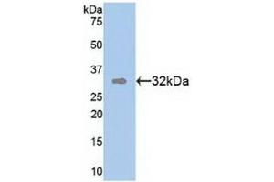 Detection of Recombinant TR1, Human using Polyclonal Antibody to Tomoregulin 1 (TR1) (TMEFF1 anticorps  (AA 79-333))