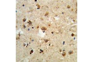 IHC analysis of FFPE human brain tissue stained with ATF6 antibody