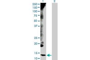 Western Blot analysis of CYCS expression in transfected 293T cell line by CYCS MaxPab polyclonal antibody. (Cytochrome C anticorps  (AA 1-105))
