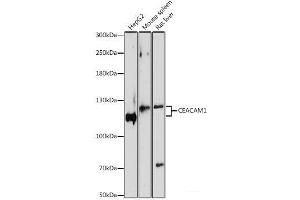 Western blot analysis of extracts of various cell lines using CEACAM1 Polyclonal Antibody at dilution of 1:1000. (CEACAM1 anticorps)