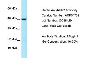 Western Blotting (WB) image for anti-Atrial Natriuretic Peptide Receptor 3 (NPR3) (Middle Region) antibody (ABIN2789945) (NPR3 anticorps  (Middle Region))