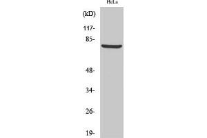 anti-BRCA1 Associated RING Domain 1 (BARD1) (AA 1-80) antibody