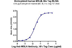 Immobilized Biotinylated Human MSLN at 0.