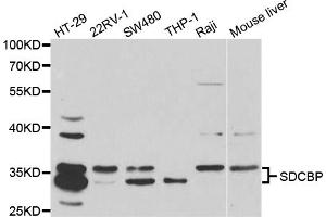 Western blot analysis of extracts of various cell lines, using SDCBP antibody (ABIN5973096) at 1/1000 dilution.