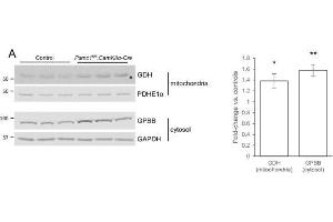 Increased GDH and GPBB in Psmc1fl/fl,CaMKIIα-Cre forebrain.