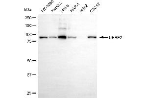 Western blotting analysis using UHRF2 antibody (ABIN7800762).