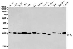Western blot detection of eIF4E in Jurkat, Hela, MCF7, K562, C6, 3T3, PC12, HepG2, CHO-K1, Raji, Raw264. (EIF4E anticorps)