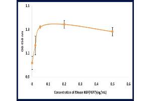 Fibroblast Growth Factor 7 (FGF7) (Active) protein