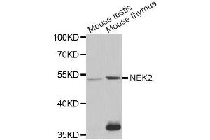 Western Blotting (WB) image for anti-NIMA (Never in Mitosis Gene A)-Related Kinase 2 (NEK2) antibody (ABIN1876543) (NEK2 anticorps)