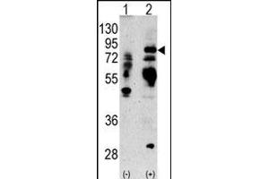 Western blot analysis of anti-LTF Antibody (Center) Pab (ABIN1882099 and ABIN2841775) in 293 cell line lysates transiently transfected with the LTF gene (2 μg/lane).
