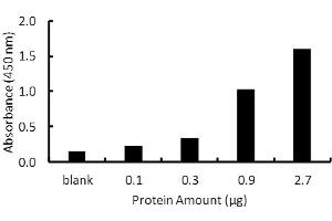 Transcription factor assay of PPAR-gamma from purified recombinate PPAR-gamma protein with PPAR-gamma TF Activity Assay Kit. (PPARG Kit ELISA)