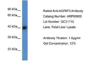 Western Blotting (WB) image for anti-1-Acylglycerol-3-Phosphate O-Acyltransferase 3 (AGPAT3) (Middle Region) antibody (ABIN2788587) (AGPAT3 anticorps  (Middle Region))