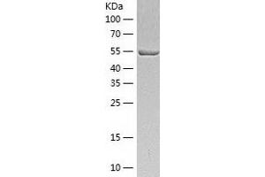 Western Blotting (WB) image for Suppressor of Fused Homolog (SUFUH) (AA 1-484) protein (His-IF2DI Tag) (ABIN7125256)