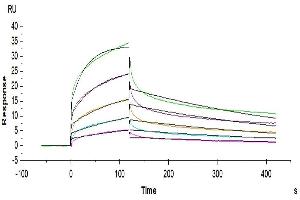 Human NKG2A&CD94, mFc Tag captured on CM5 Chip via Anti-mouse Antibody can bind Human HLA-E Complex Tetramer, His Tag with an affinity constant of 7.