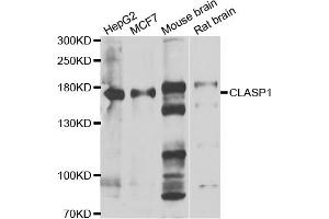 Western blot analysis of extracts of various cell lines, using CLASP1 antibody (ABIN5974258) at 1/1000 dilution. (CLASP1 anticorps)