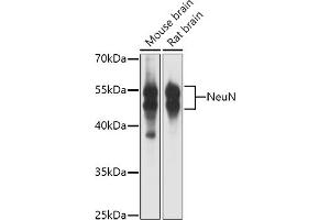Western blot analysis of extracts of various cell lines, using NeuN antibody (ABIN3021158, ABIN3021159, ABIN1513254, ABIN1514400 and ABIN6214040) at 1:1000 dilution. (NeuN anticorps  (AA 1-220))