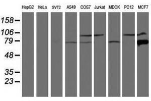 Image no. 5 for anti-Calpain 9 (CAPN9) antibody (ABIN1497092) (Calpain 9 anticorps)