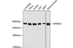 Western blot analysis of extracts of various cell lines using SPTBN1 Polyclonal Antibody at dilution of 1:3000. (SPTBN1 anticorps)