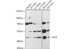 Western blot analysis of extracts of various cell lines, using LHX3 antibody (ABIN7268263) at 1:1000 dilution. (LHX3 anticorps  (C-Term))