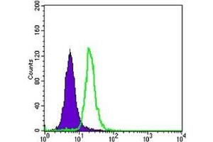 FC analysis of SK-BR-3 cells using SCGB2A2 antibody (green) and negative control (purple). (Mammaglobin A anticorps)