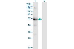 Western Blot analysis of HSD3B1 expression in transfected 293T cell line by HSD3B1 monoclonal antibody (M01), clone 3C11-D4.