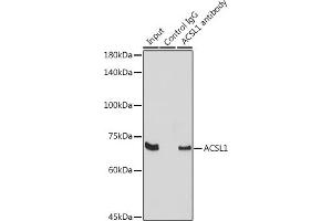 Immunoprecipitation analysis of 300 μg extracts of Raji cells using 3 μg  antibody (ABIN7265423). (ACSL1 anticorps  (AA 46-275))