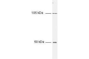 Western blot of HeLa cell extract using Anti-NFKB p50 (NFKB1) Antibody 100-4164.